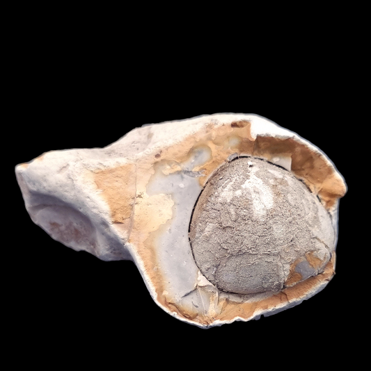 Sea Urchin Echinocorys - Fossil