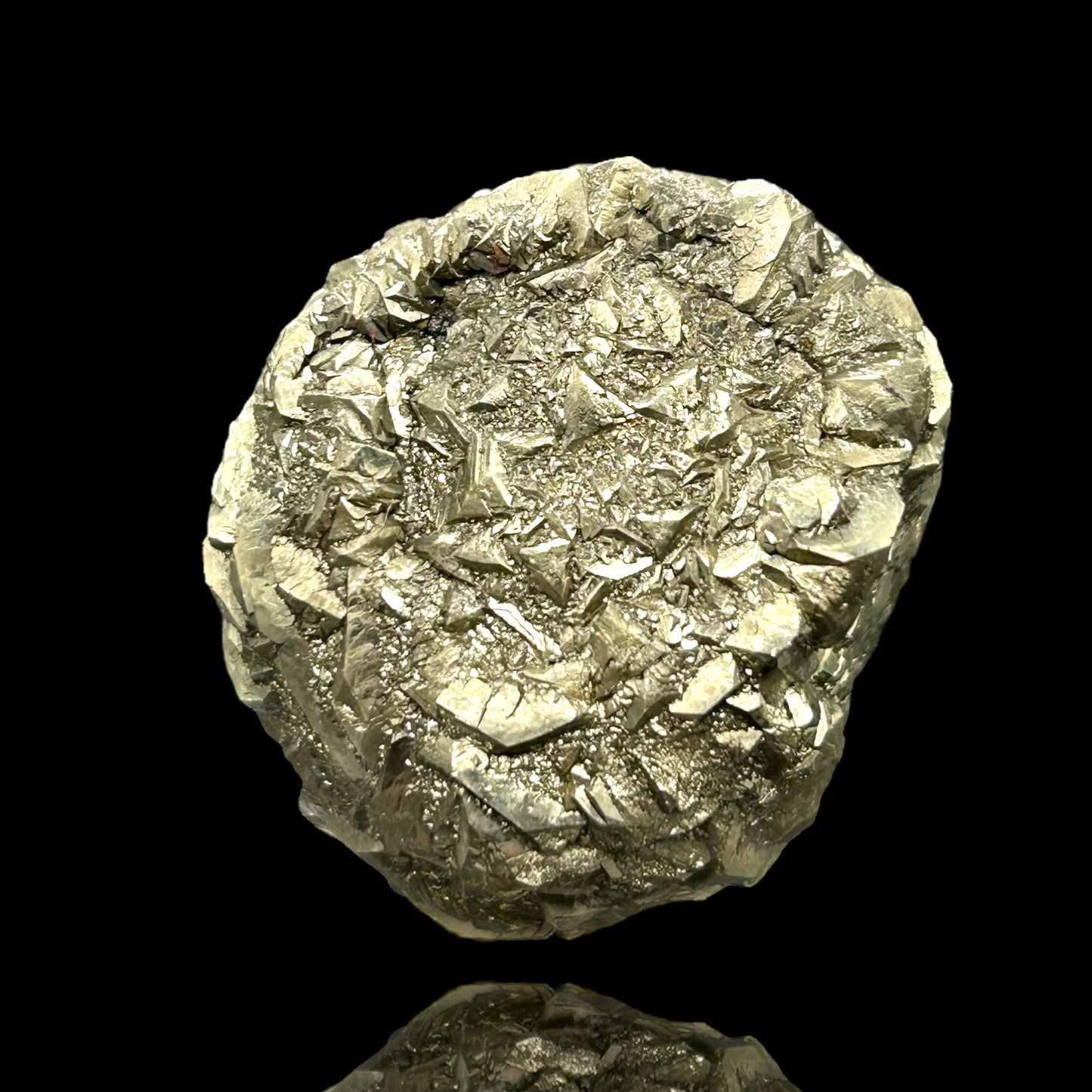 Pyritized Fossil - Hamelspringe, Germany