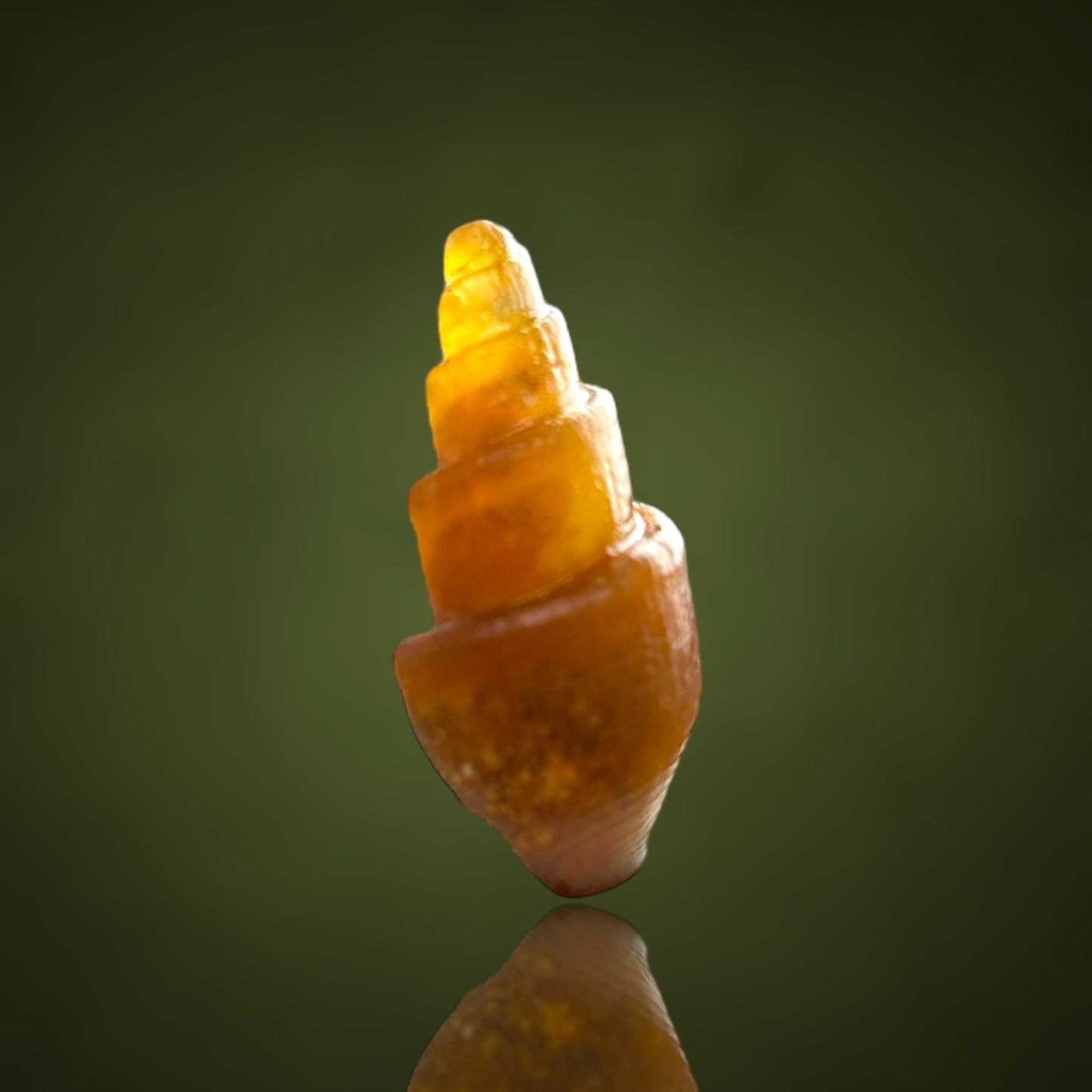 Agatized Turitella achatisiert - Westsahara