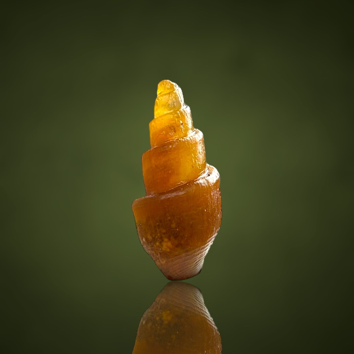 Agatized Turitella achatisiert - Westsahara