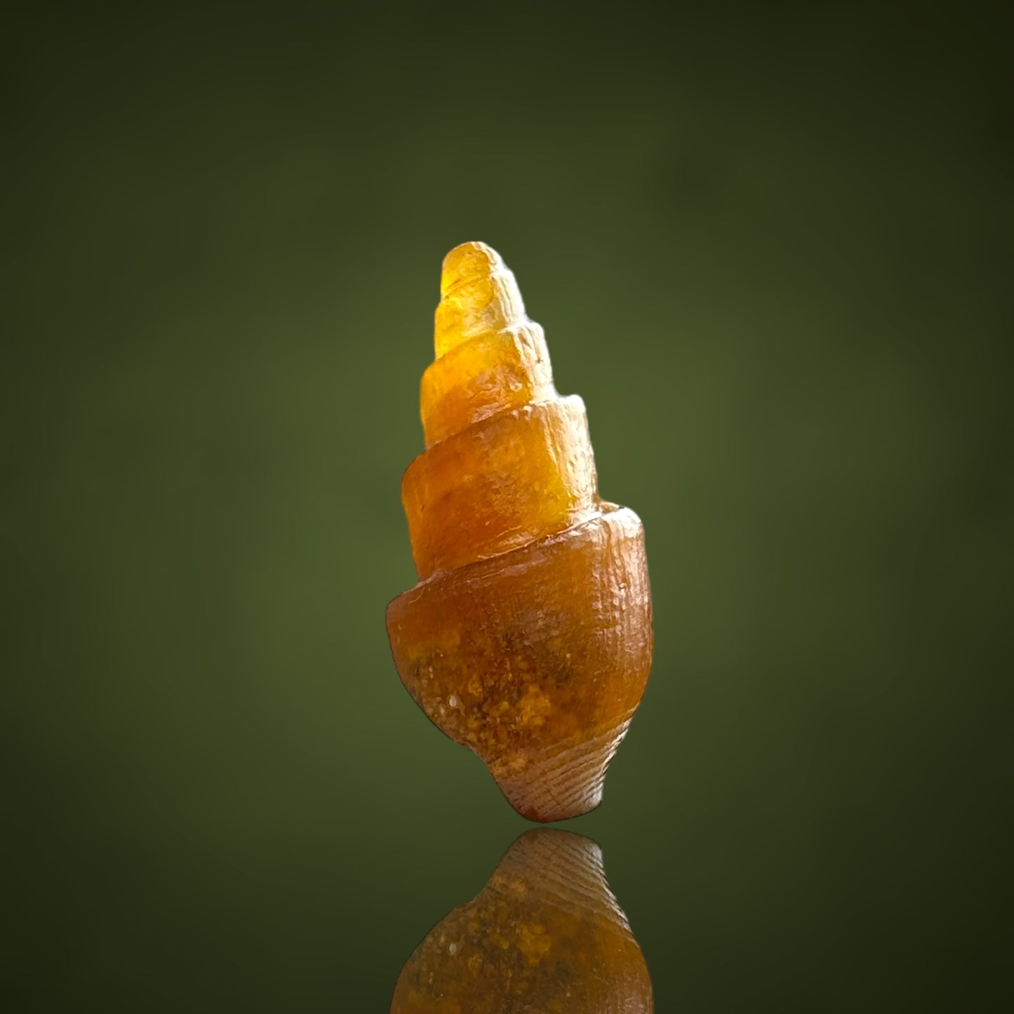 Agatized Turitella achatisiert - Westsahara
