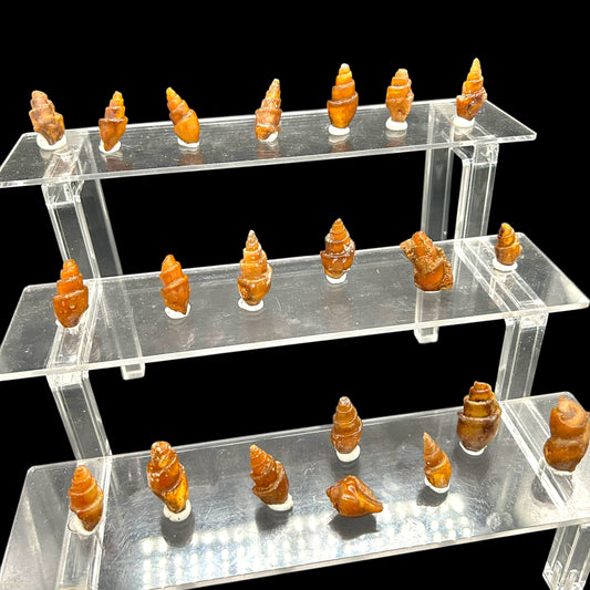 21 achatisierte Turitella - Westsahara