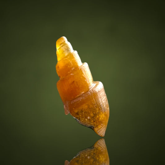 Agatized Turitella achatisiert - Westsahara