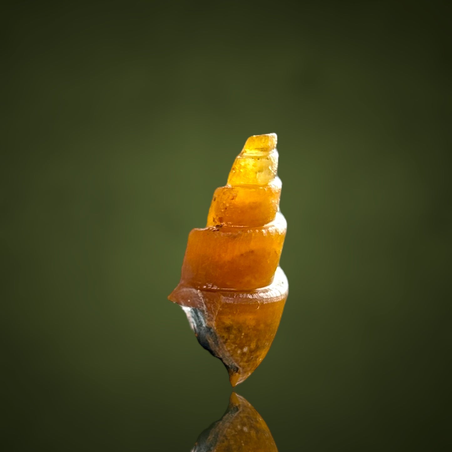 Agatized Turitella achatisiert - Westsahara