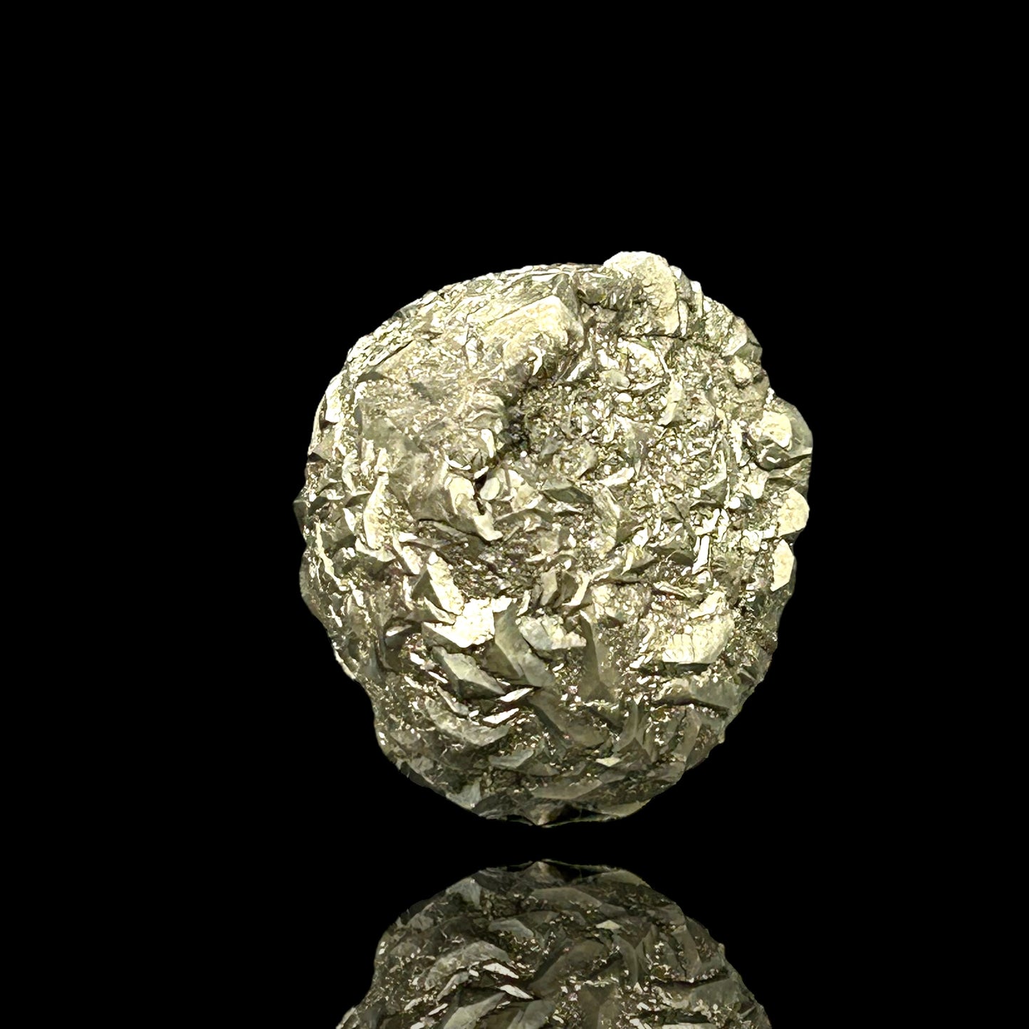 Pyritized Fossil - Hamelspringe, Germany