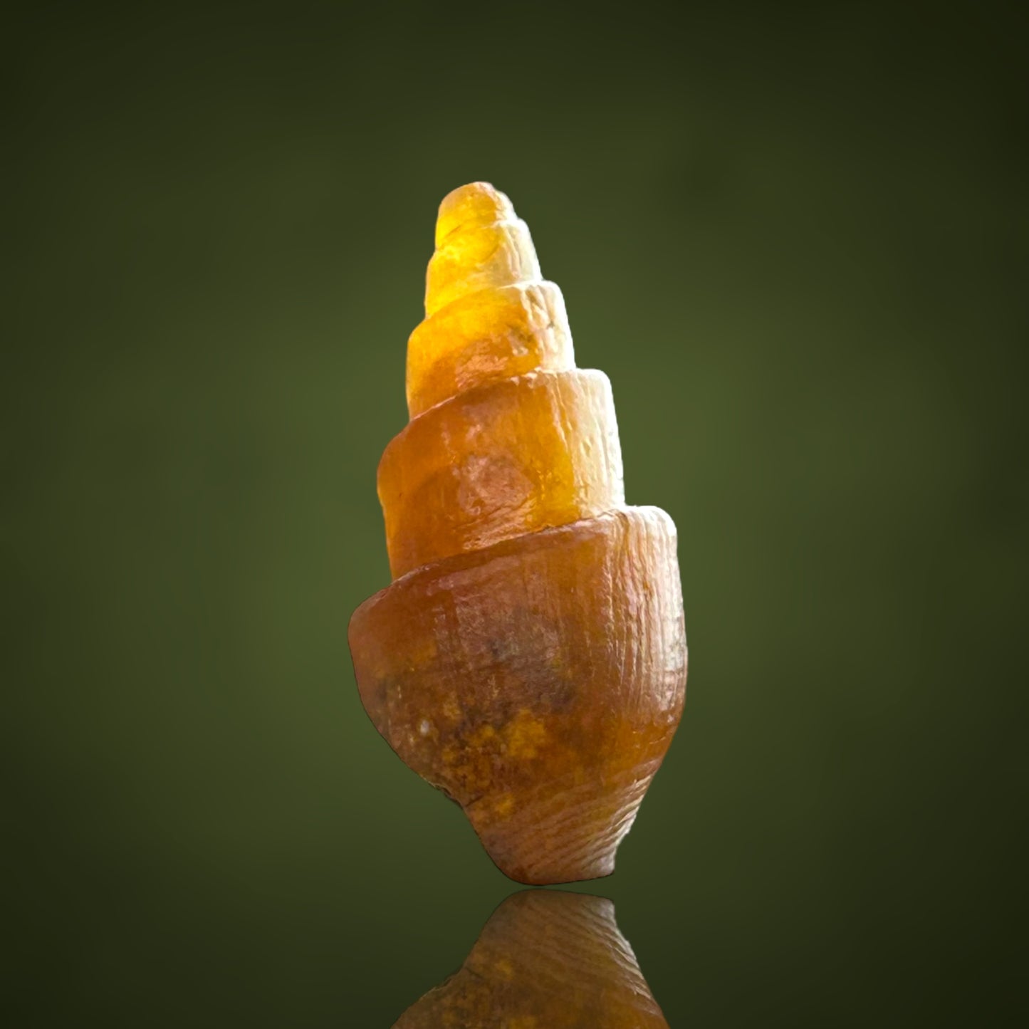 Agatized Turitella achatisiert - Westsahara