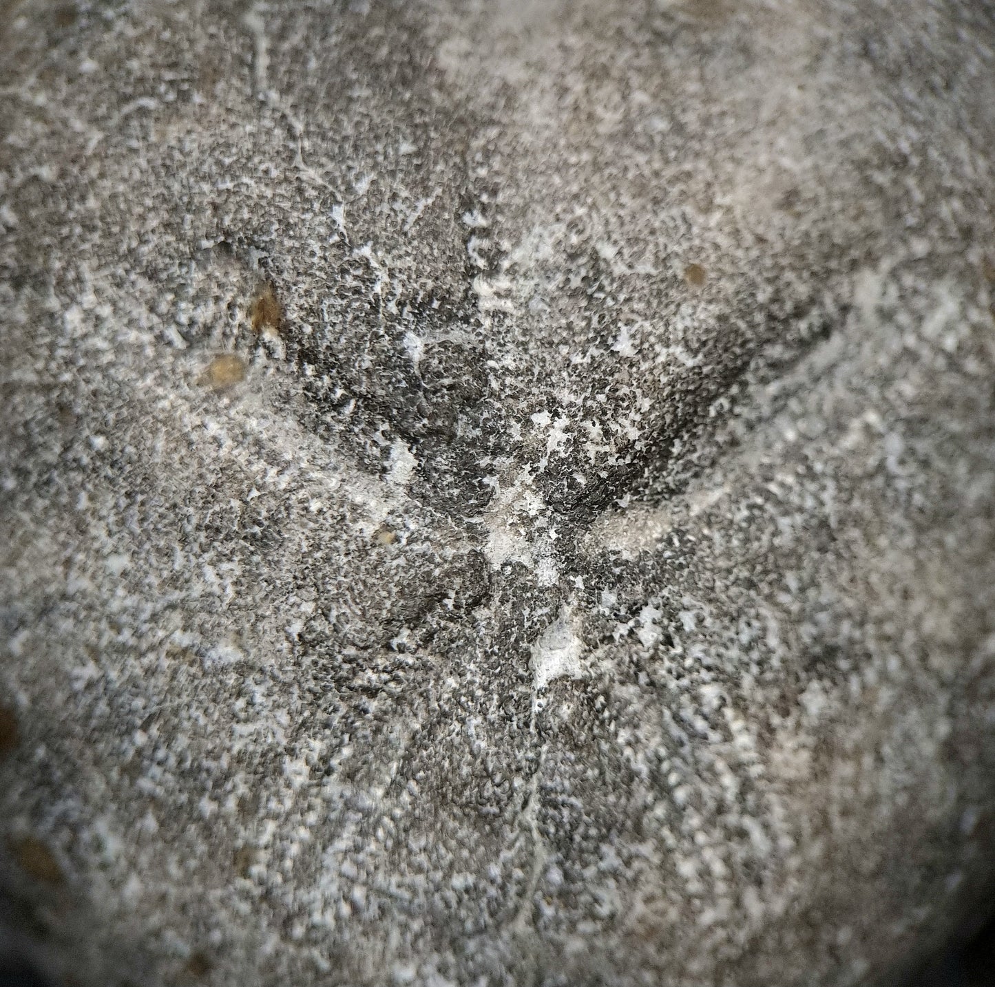 Seeigel/Sea urchin Micraster sp. Fossil - Misburg, Hanover