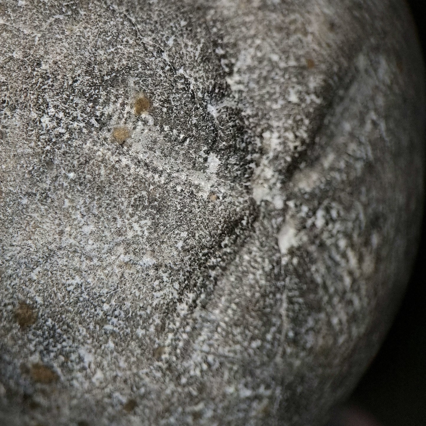 Seeigel/Sea urchin Micraster sp. Fossil - Misburg, Hanover