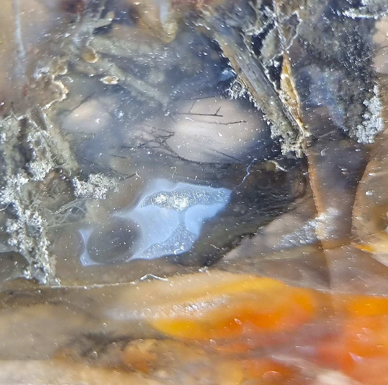 Gediegen Arsen, Realgar und Auripigment in Achat – Trent, Oregon