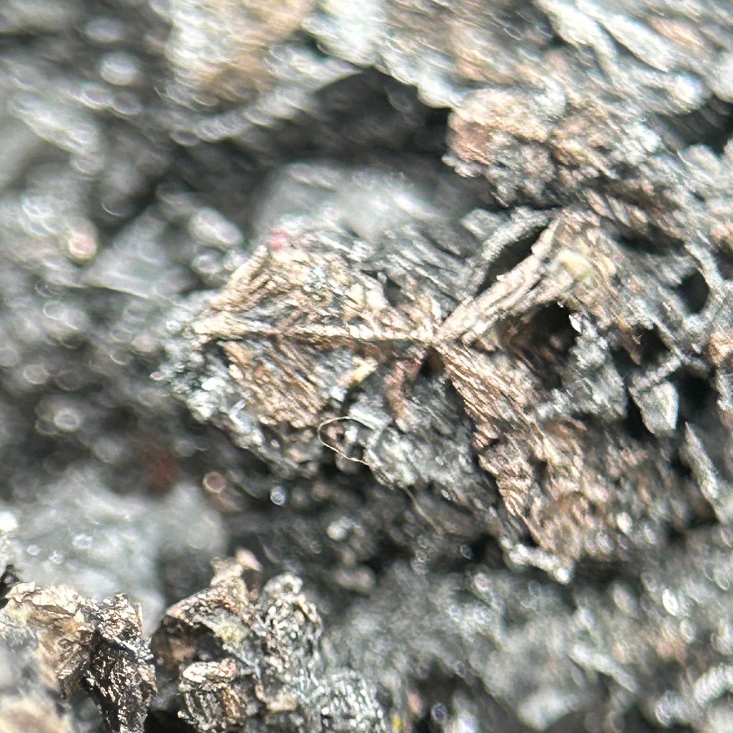 Nat. Silver, Acanthite, Quartz/ged. Silber, Akanthit - Schlema Alberoda, Erzgebirge