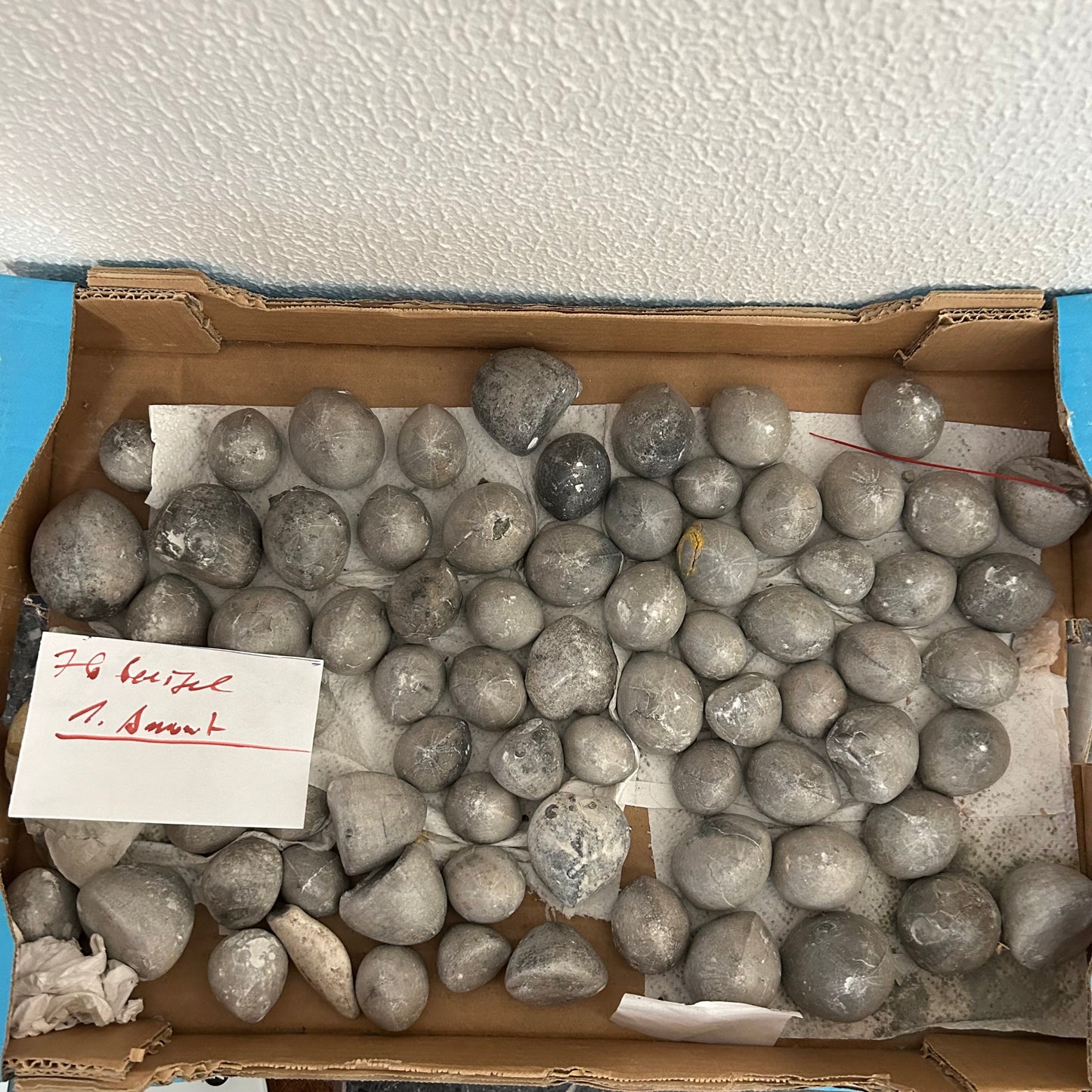 76 versteinerte Seeigel aus Höver, Hannover 🇩🇪