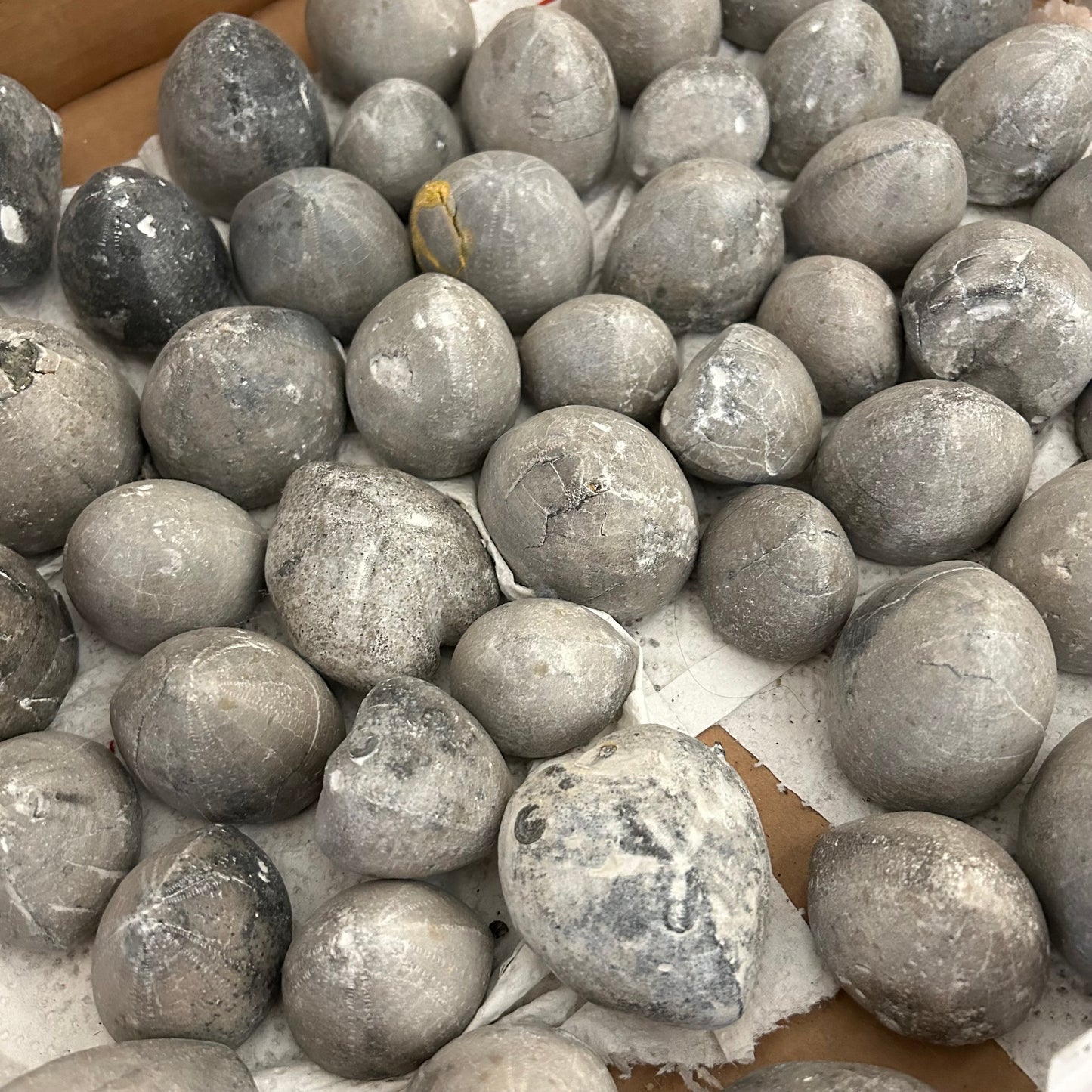 76 versteinerte Seeigel aus Höver, Hannover 🇩🇪