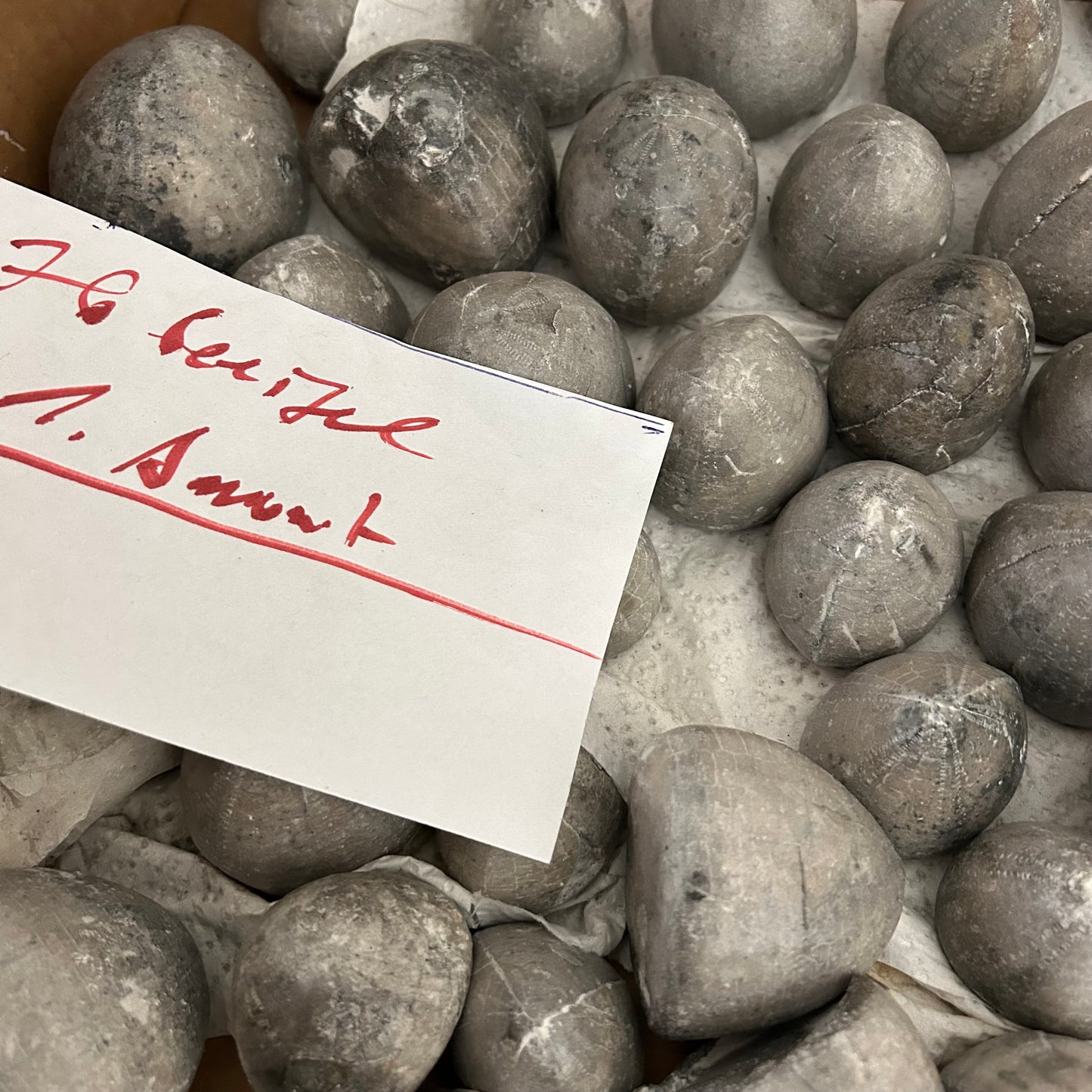 76 versteinerte Seeigel aus Höver, Hannover 🇩🇪