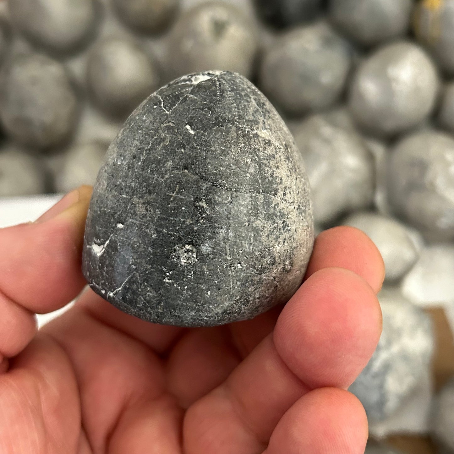 76 versteinerte Seeigel aus Höver, Hannover 🇩🇪