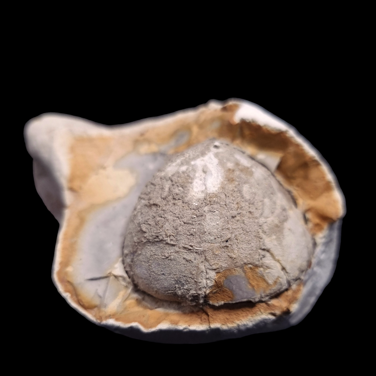 Sea Urchin Echinocorys - Fossil