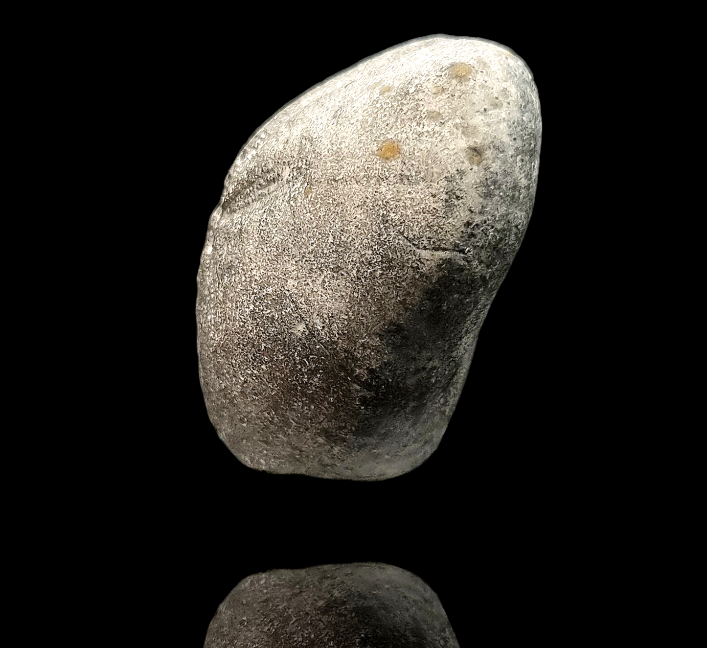 Seeigel/Sea urchin Micraster sp. Fossil - Misburg, Hanover