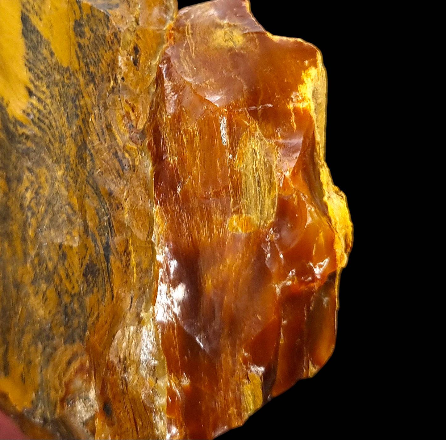 Holzopal/Opalized Wood - Povraznik, Slowakei/Slovakia