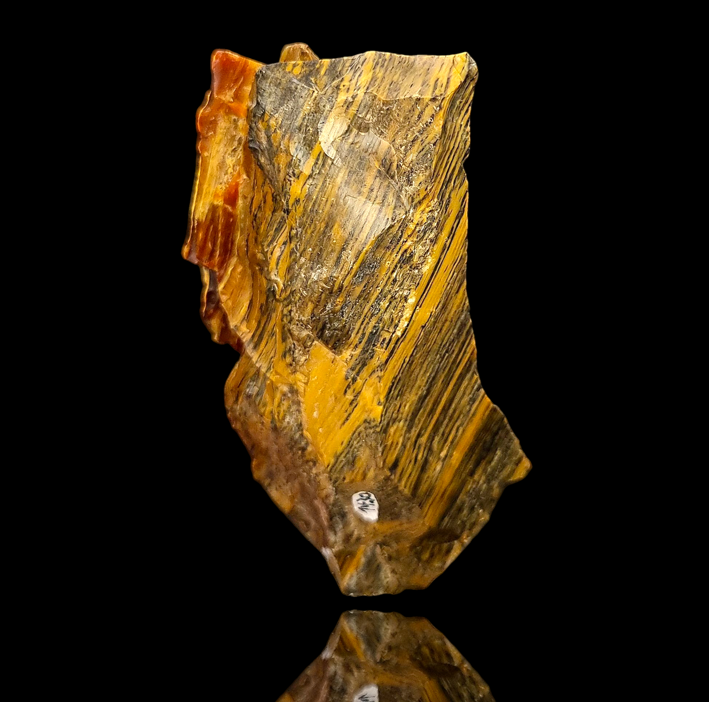 Holzopal/Opalized Wood - Povraznik, Slowakei/Slovakia