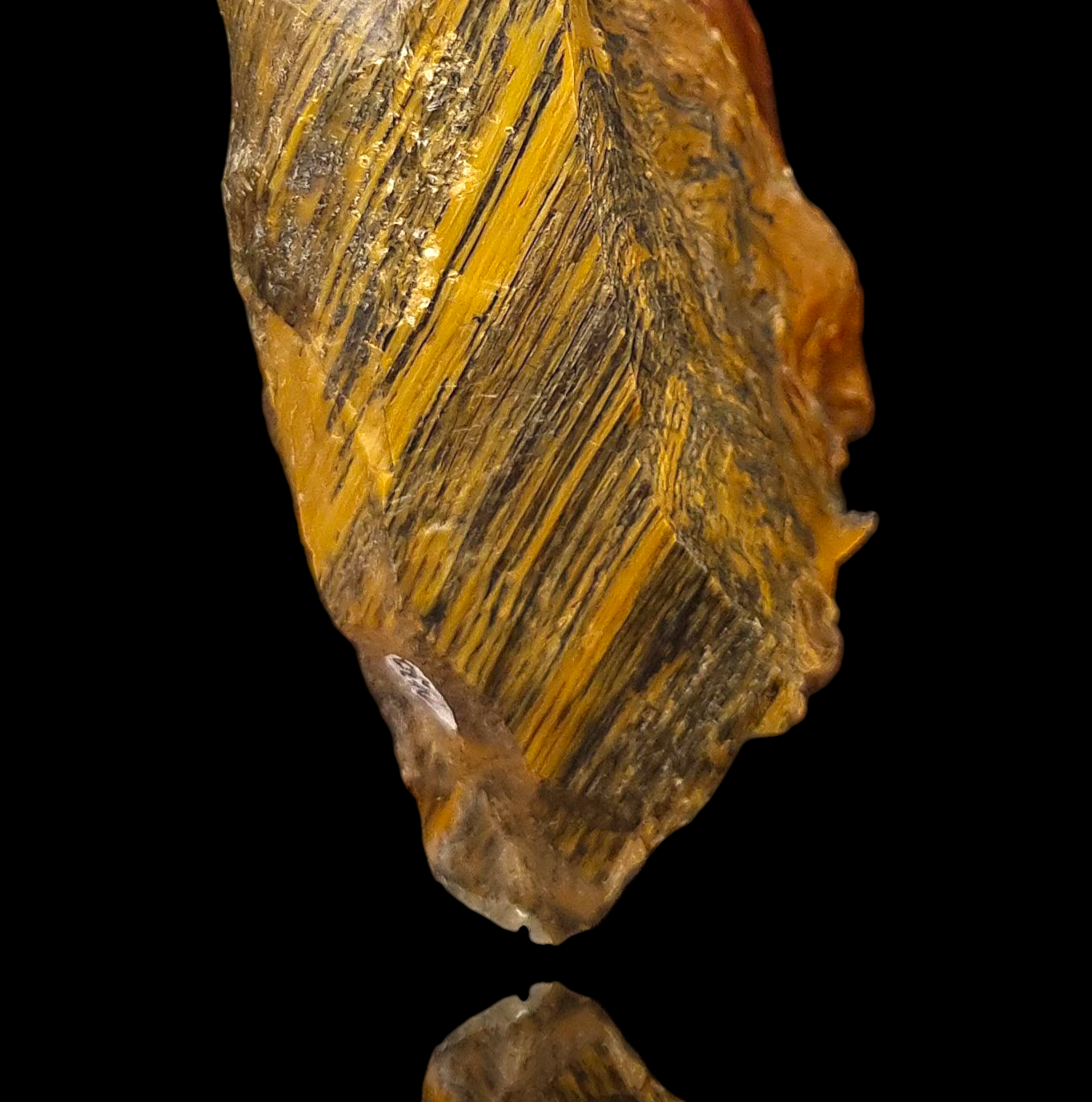 Holzopal/Opalized Wood - Povraznik, Slowakei/Slovakia