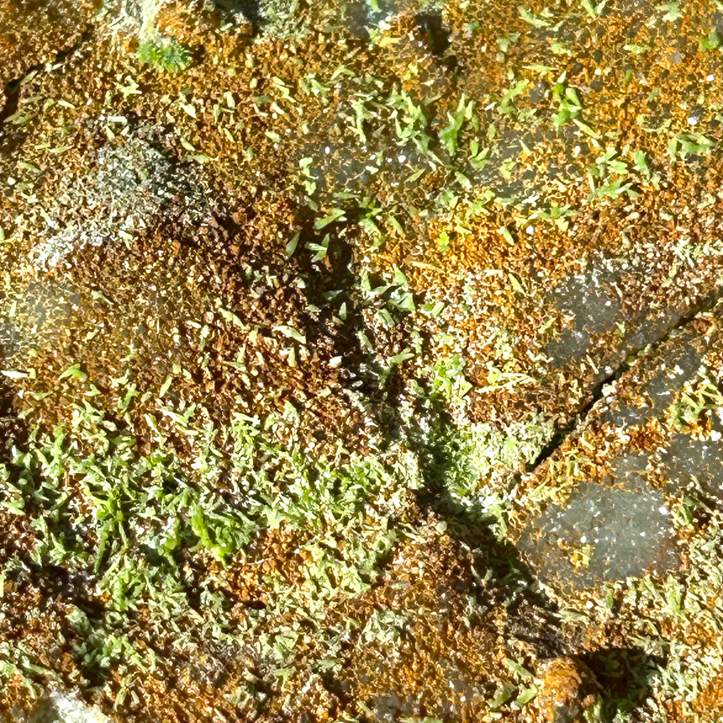 Pyromorphite - Longkamp, Hunsrück, Germany