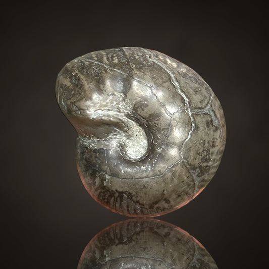 Nautilus, Ammonite - Helmstedt, Germany