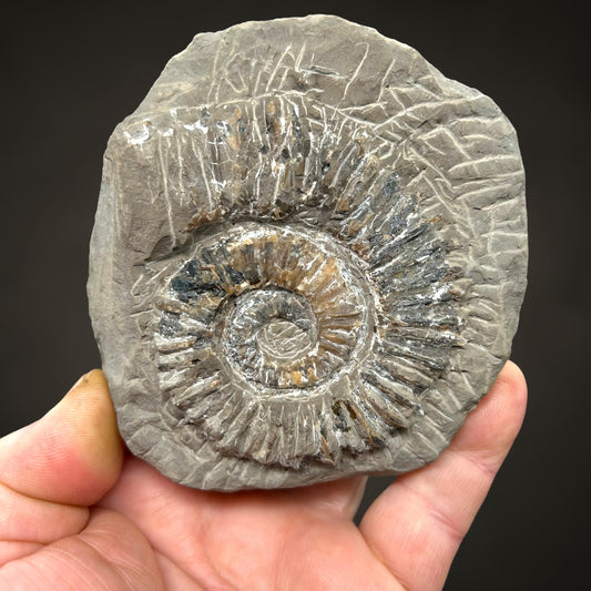 Ammonite, Sphalerite - Haste, Hanover, Germany