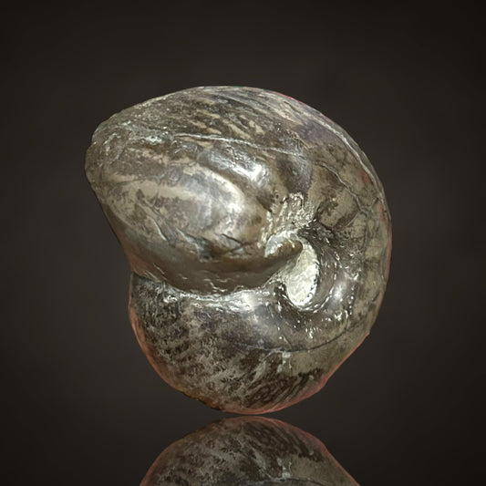 Nautilus, Ammonite - Helmstedt, Germany