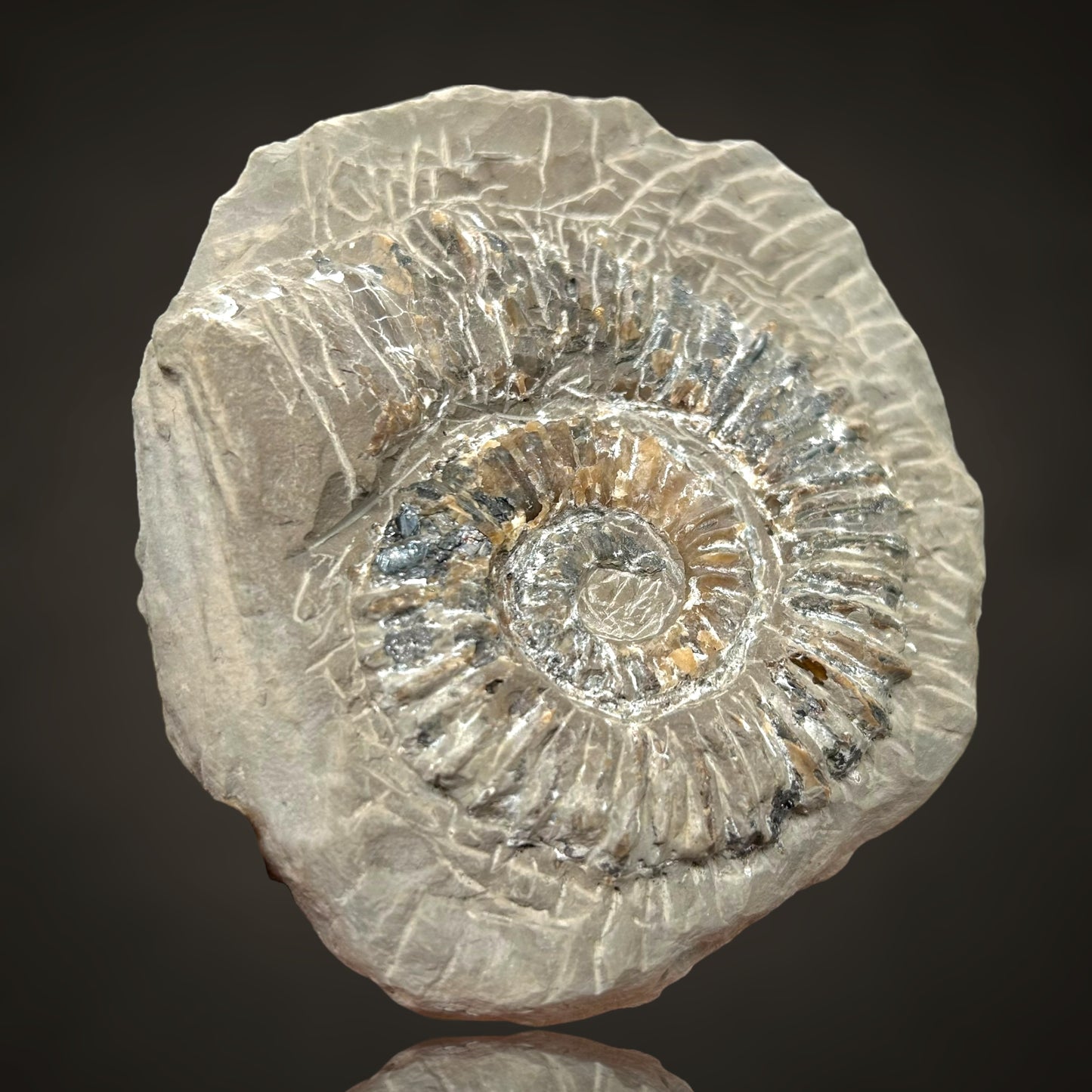 Ammonite, Sphalerite - Haste, Hanover, Germany