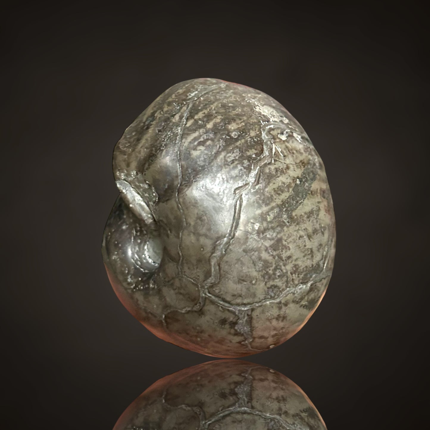 Nautilus, Ammonite - Helmstedt, Germany
