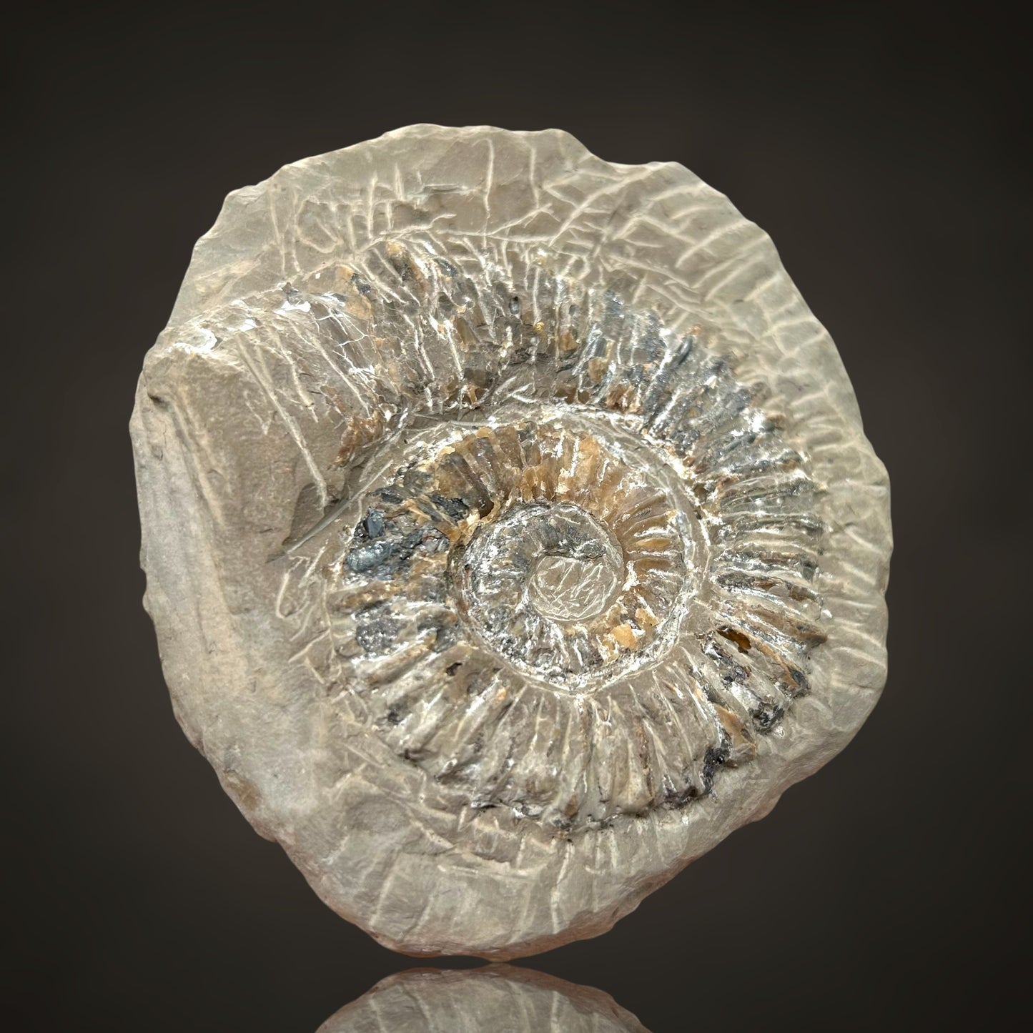 Ammonite, Sphalerite - Haste, Hanover, Germany