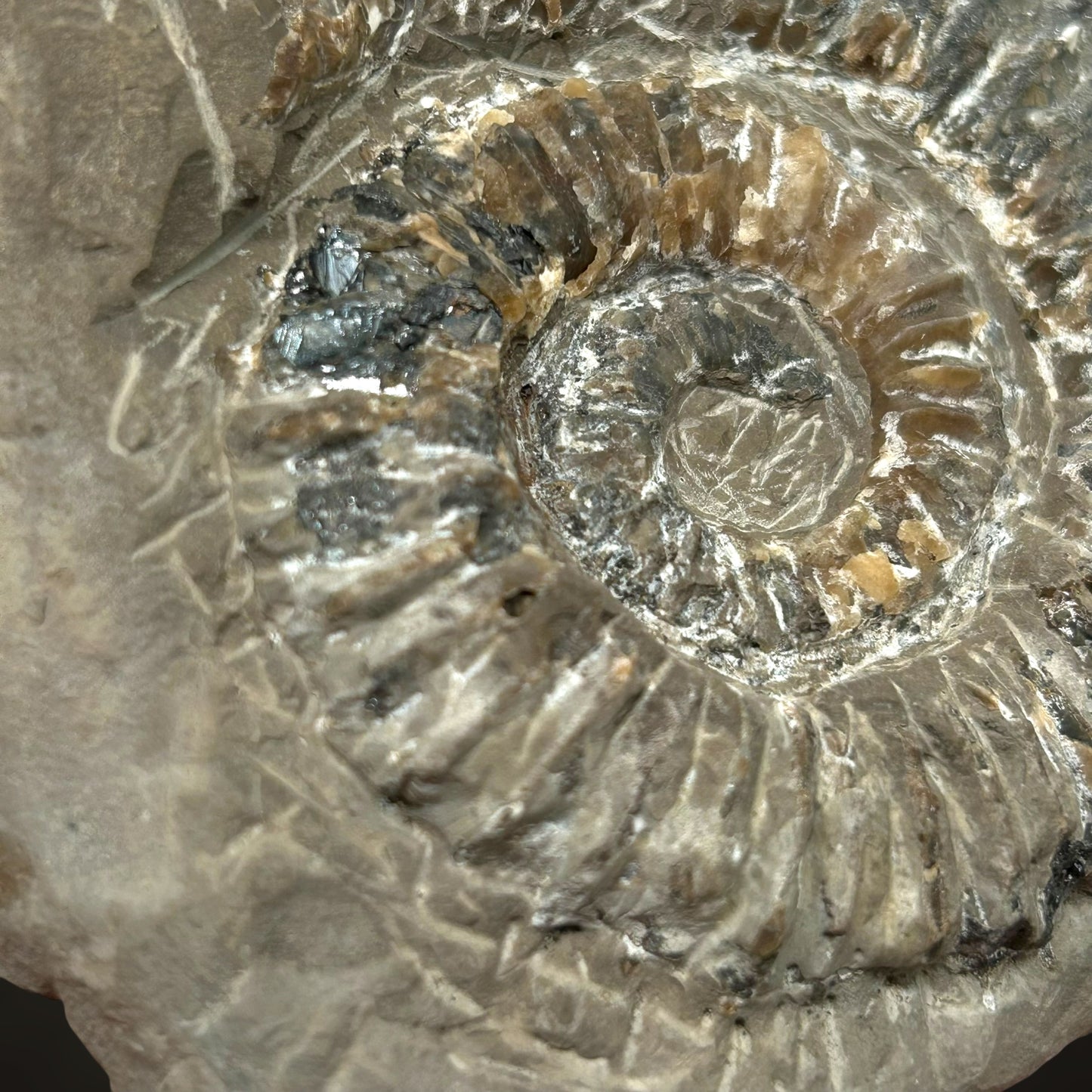 Ammonite, Sphalerite - Haste, Hanover, Germany