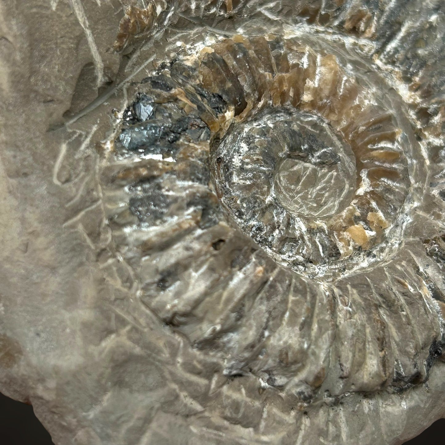 Ammonite, Sphalerite - Haste, Hanover, Germany