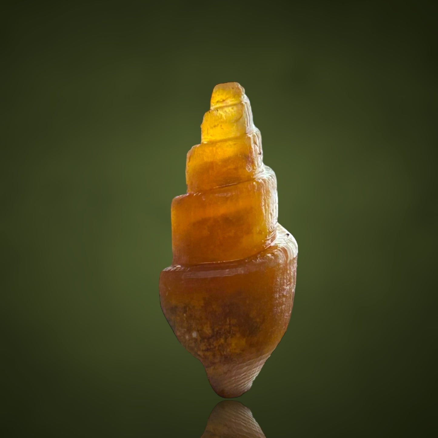Agatized Turitella achatisiert - Westsahara