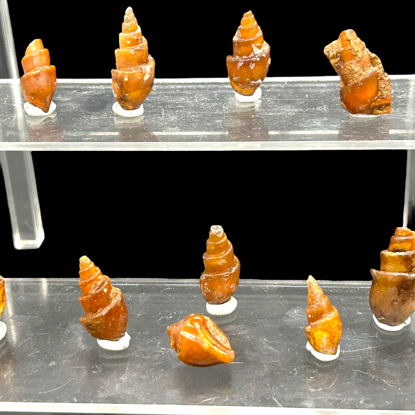 21 agatized Turitella - Westsahara