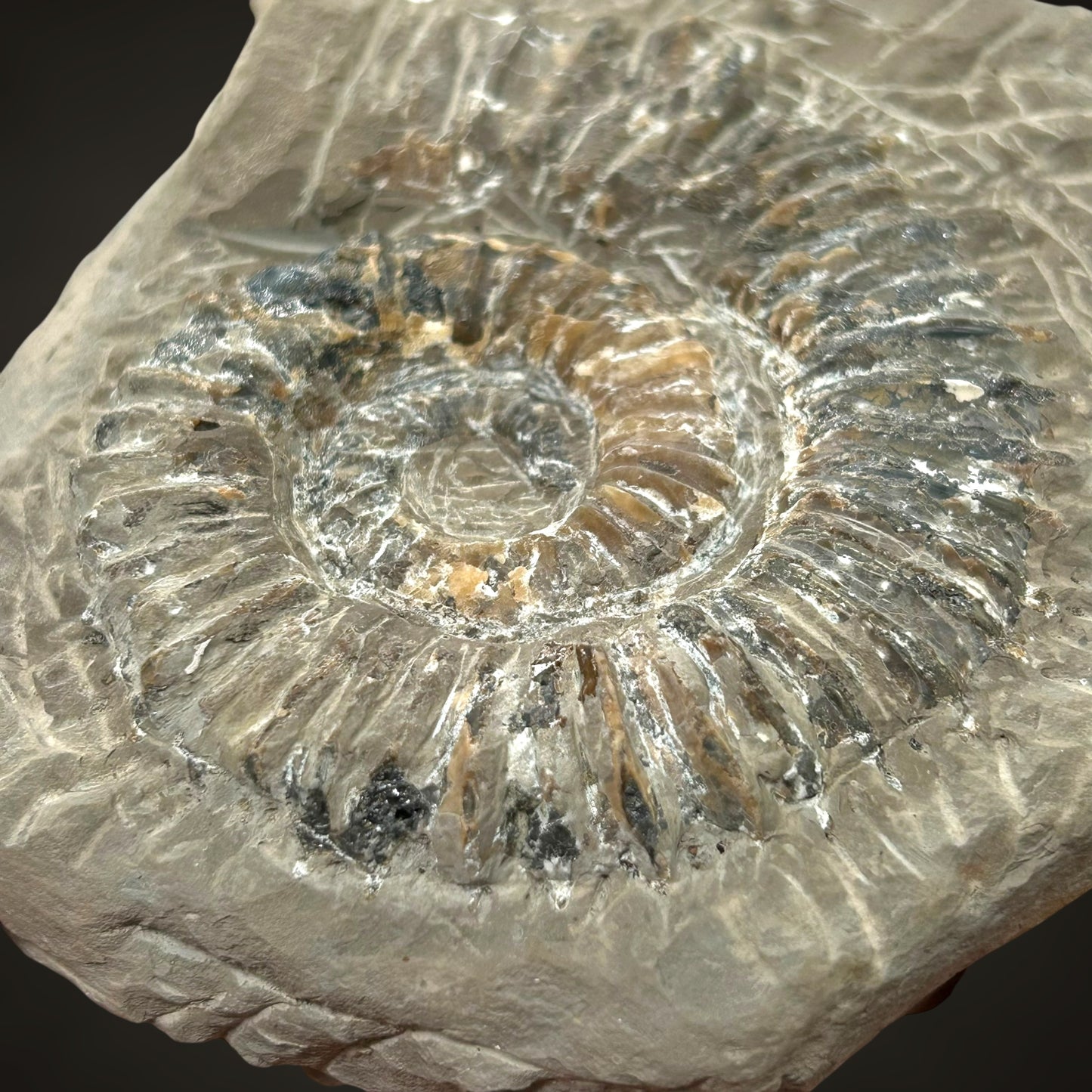 Ammonite, Sphalerite - Haste, Hanover, Germany