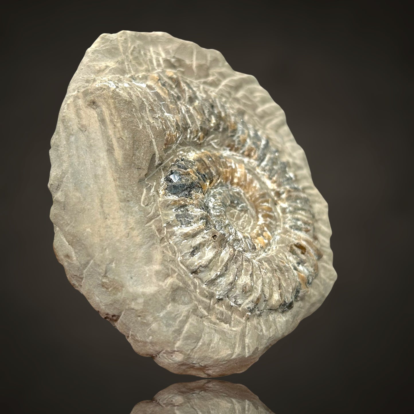 Ammonite, Sphalerite - Haste, Hanover, Germany