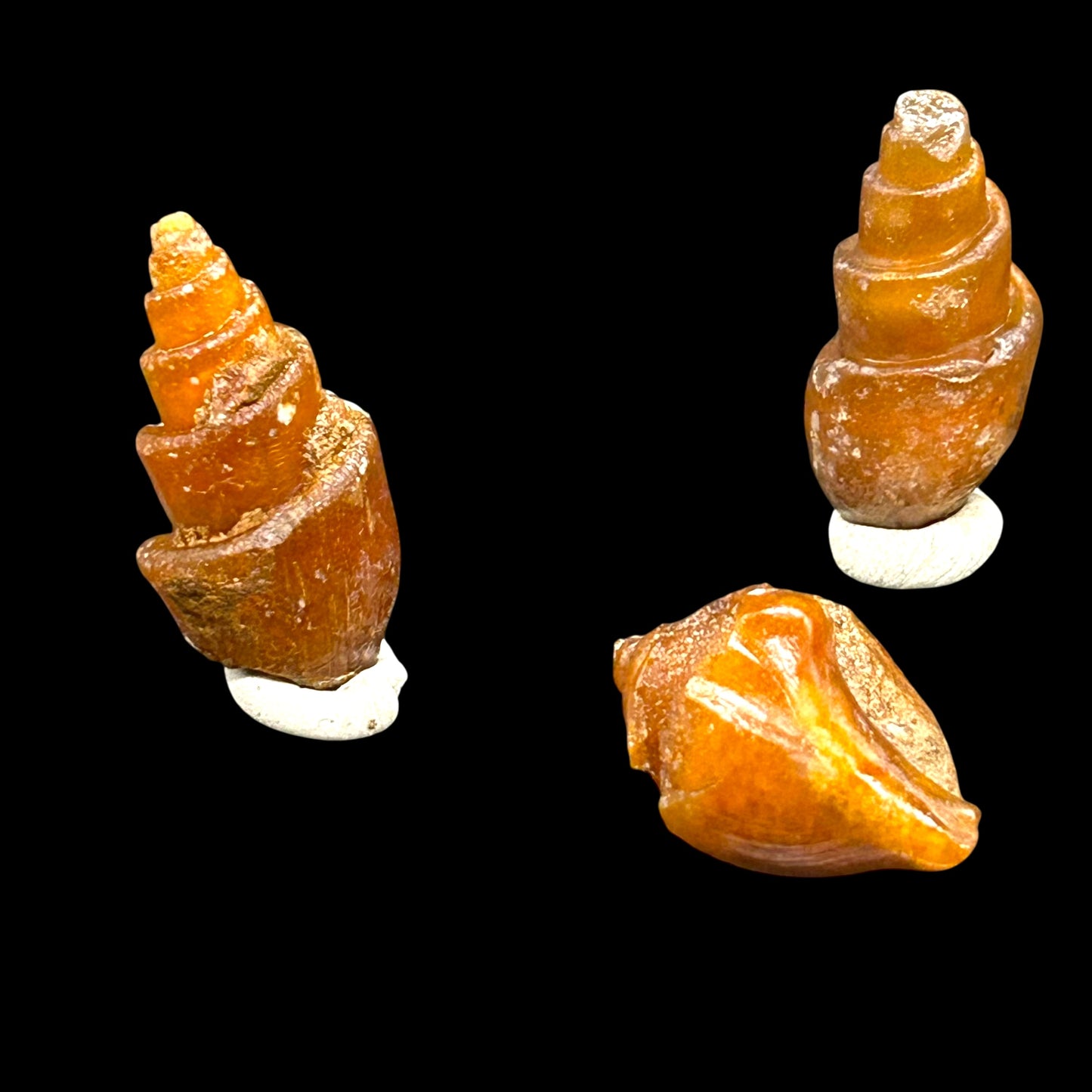 21 agatized Turitella - Westsahara