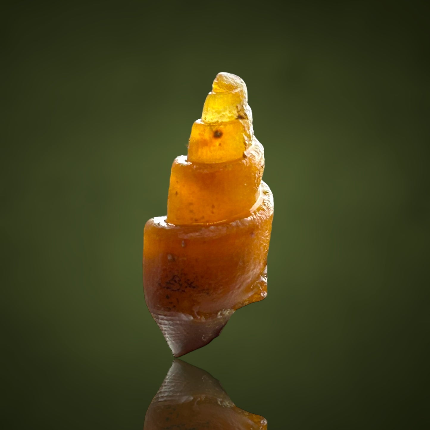 Agatized Turitella achatisiert - Westsahara