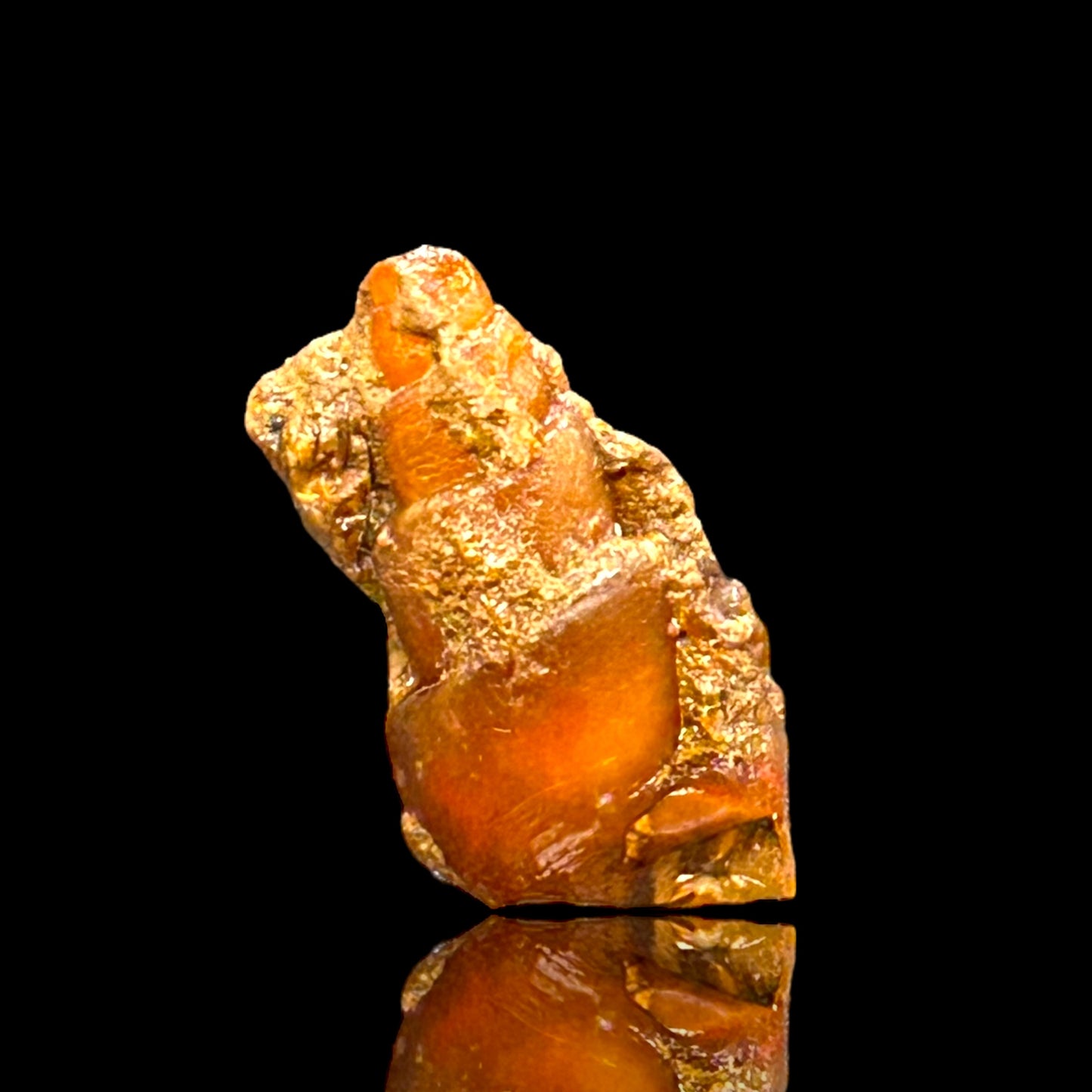 21 agatized Turitella - Westsahara