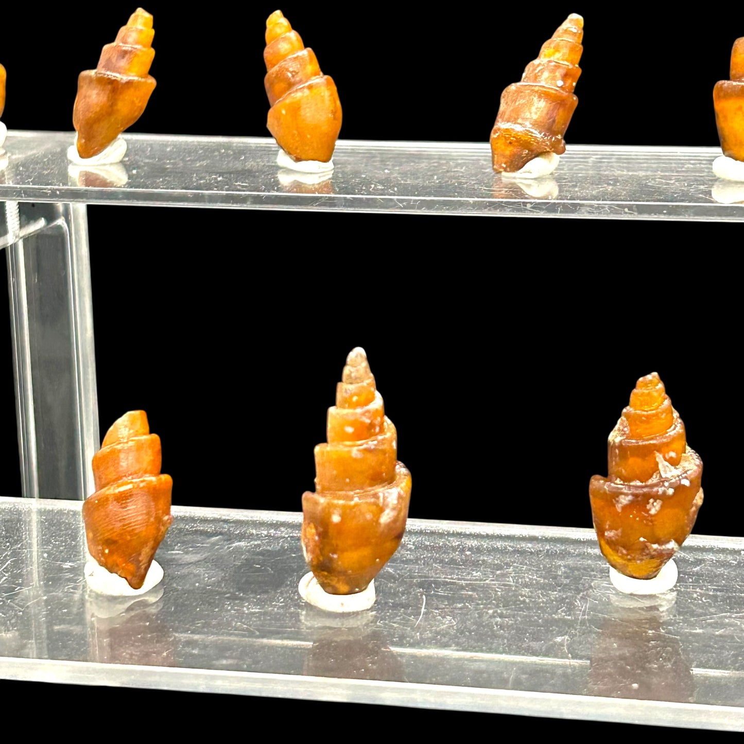 21 agatized Turitella - Westsahara