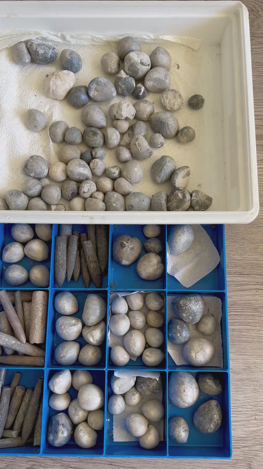 130 sea urchins „micraster“ and more - Höver, Hannover